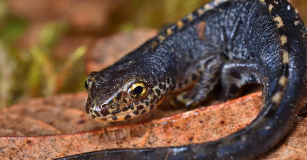 Mature male European alpine newt Ichthyosaura alpestris while wandering near pond during night time in southern Germany