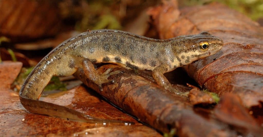 Amphibian common Newt on leaves