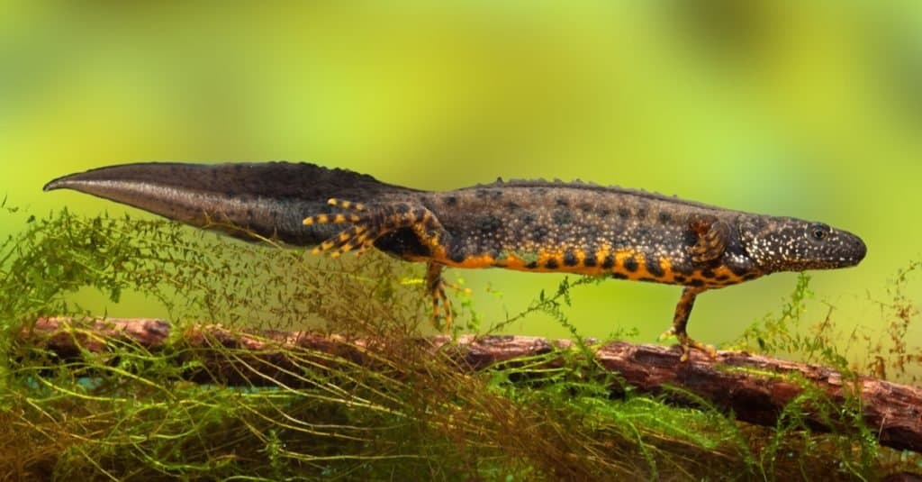 Great crested newt or freshwater pond water dragon is an endangered and protected species. Nature protects animals, breeds males