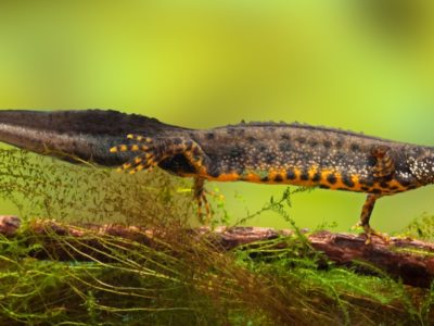 Newt Animal Facts | AZ Animals