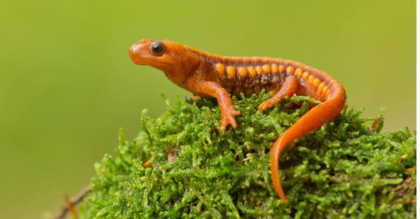 Newt Animal Facts | AZ Animals