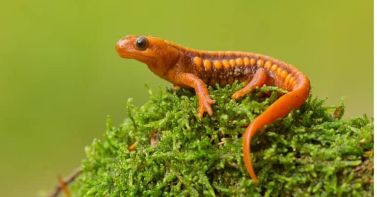 Tylototriton shanjing, the emperor newt, Mandarin newt or Mandarin salamander, is a highly toxic newt native to China.