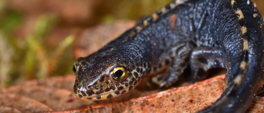 Mature male European alpine newt Ichthyosaura alpestris while wandering near pond during night time in southern Germany