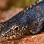 Newts