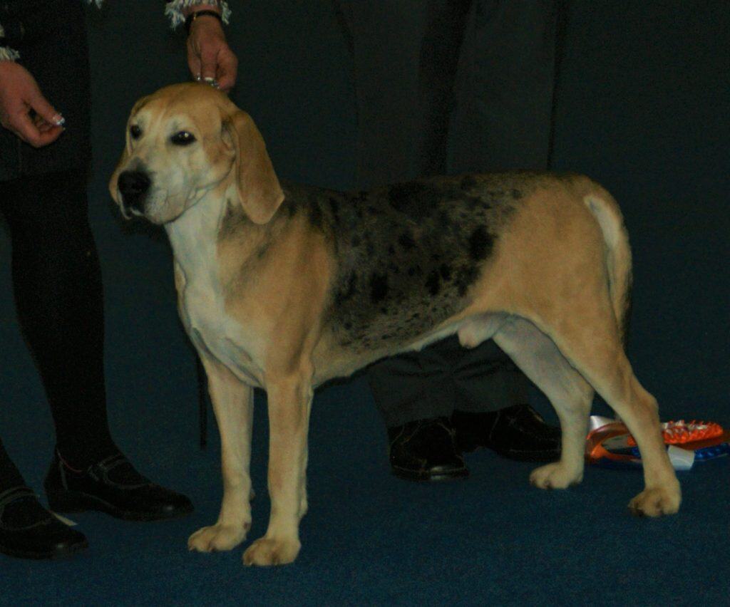 A Norwegian Hound, Dunker