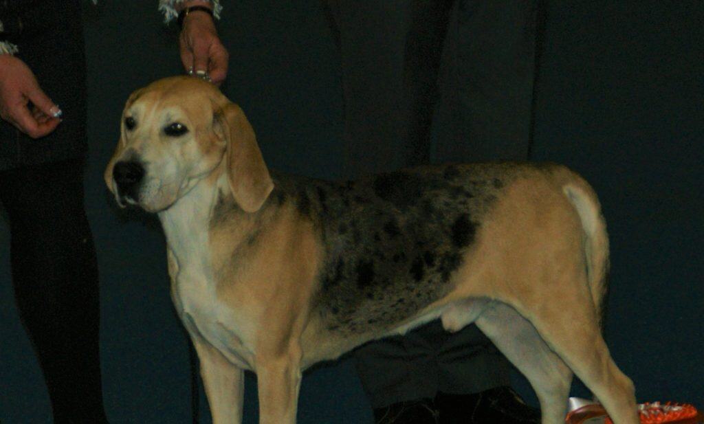 A Norwegian Hound, Dunker