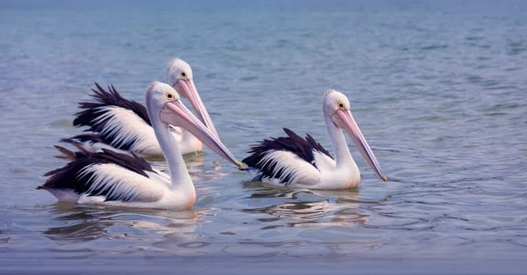 Australian Pelican foraging by the sea