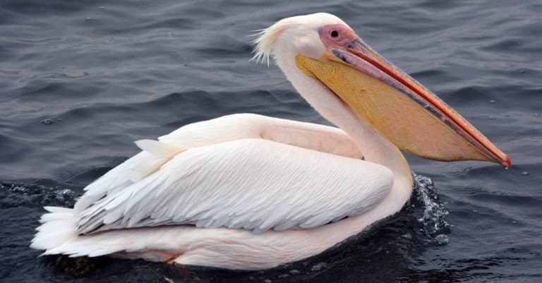Great white or eastern white pelican, rosy pelican or white pelican