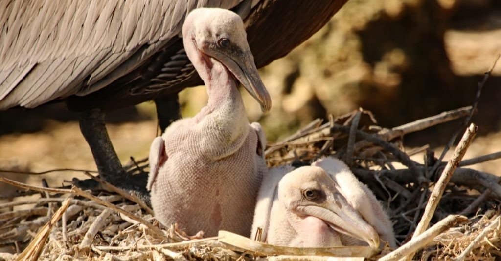 Pair of pelican chicks in nest