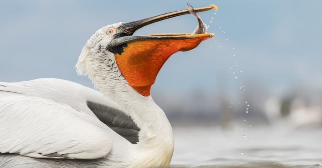 Dalmatian Pelican eats fish with in the snowy environment, Pelecanus crispus, Kerkini Lake, Greece