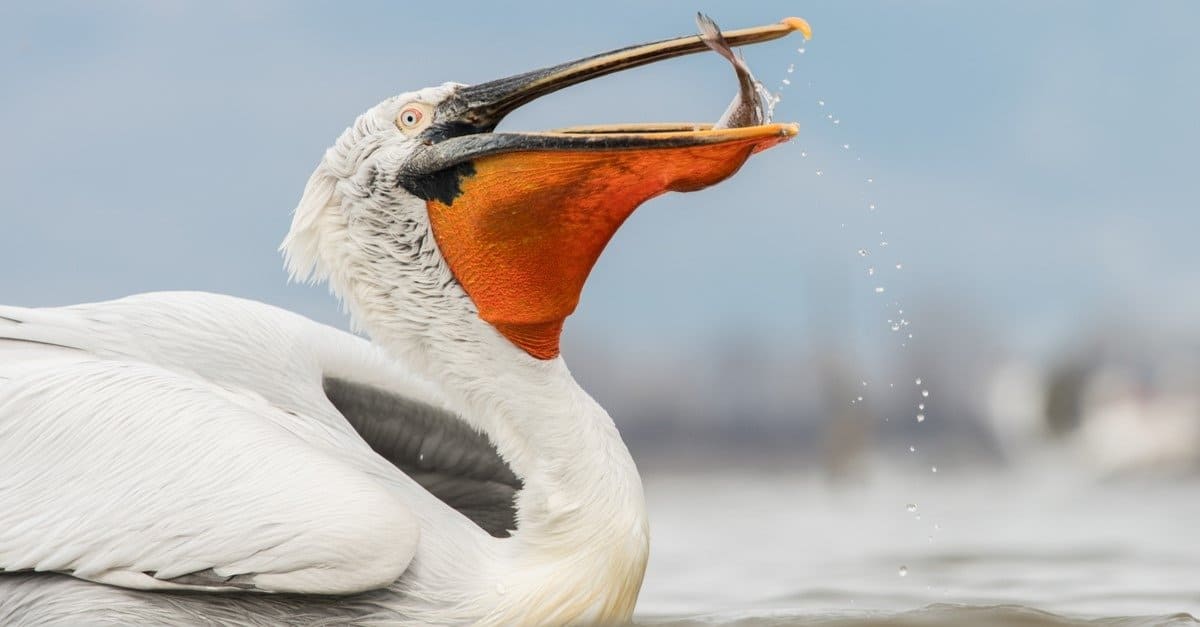 What Do Pelicans Eat? - AZ Animals