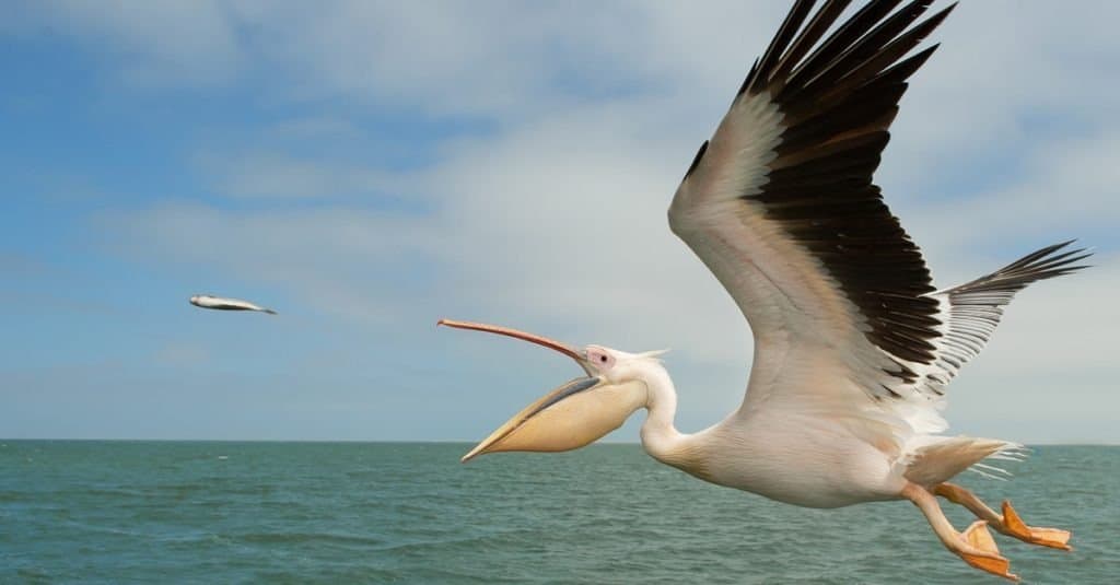 What Do Pelicans Eat? - White pelican in flight, catching the fish, Namibia, Africa