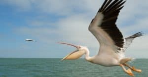Pelican vs Stork: What Are the Differences? Picture