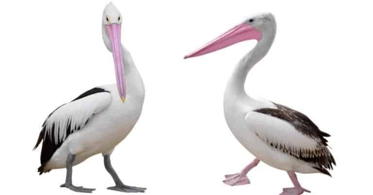 A Pair of Pelicans on white background