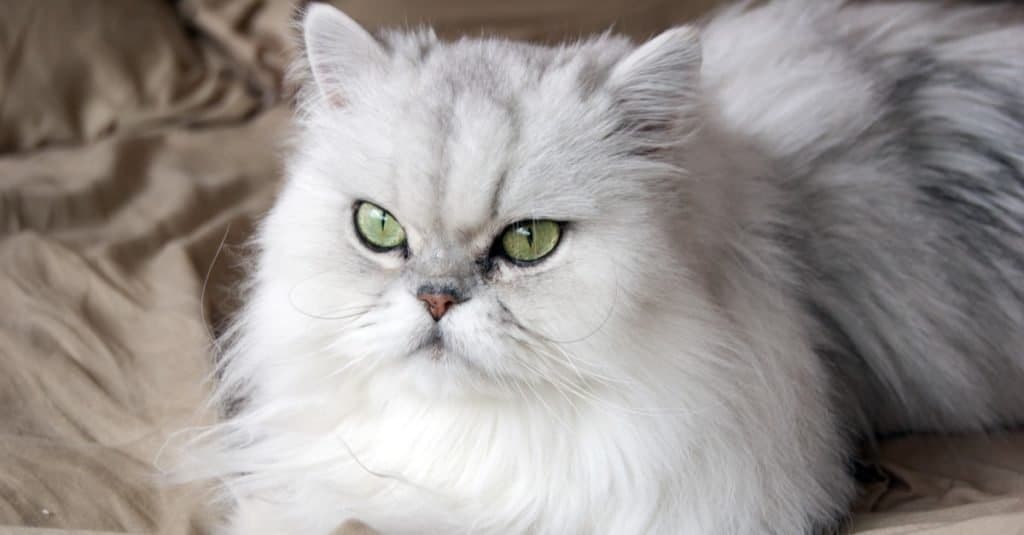 A white persian cat close-up