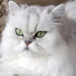 A white persian cat close-up