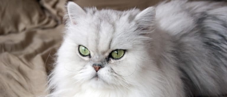 Persian cat, close-up