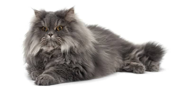 Isolated image of a lying persian cat
