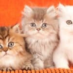 Chinchilla Persian kittens on an orange cushion on orange background.