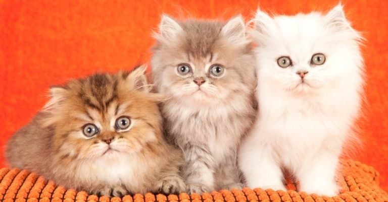 Chinchilla Persian kittens on an orange cushion on orange background.