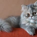 A Persian cat lying on the couch.