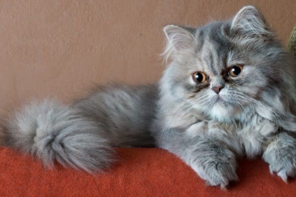 A Persian cat lying on the couch.