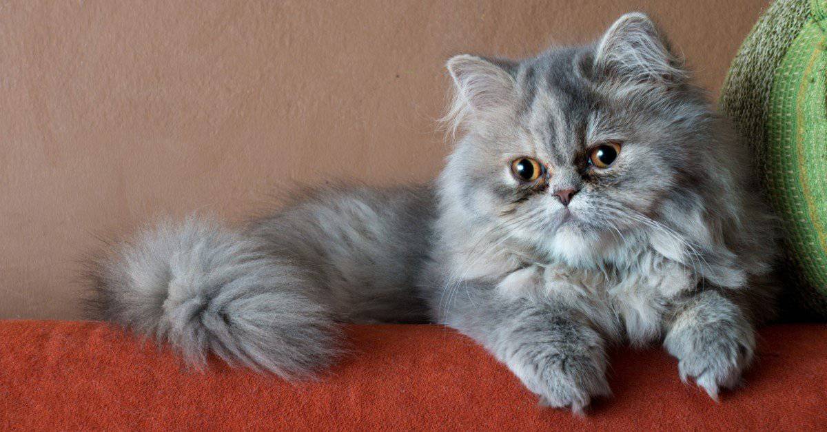 grey persian cats