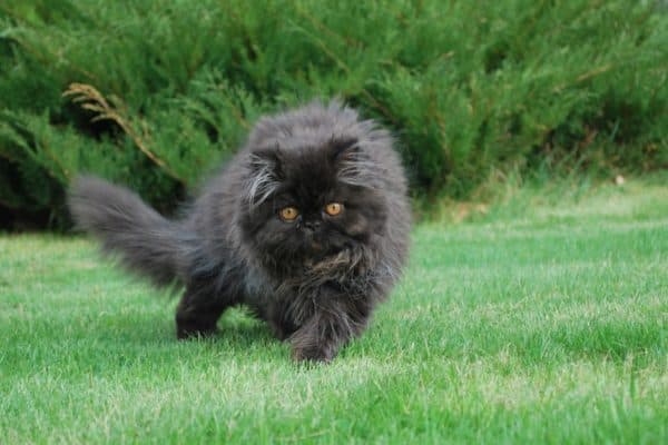 A black Persian cat playing outside on the grass.