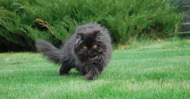 A black Persian cat playing outside on the grass.