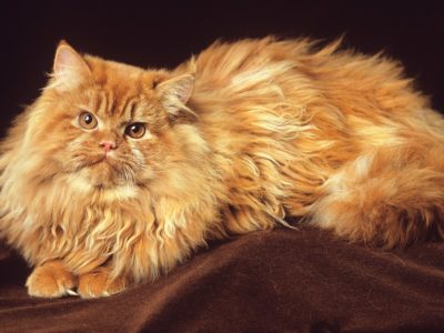 A Persian Cat vs. Himalayan Cat