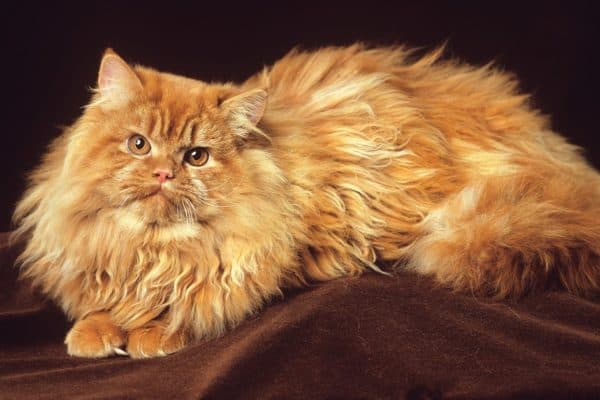 A red Persian cat lying on a table in the studio.
