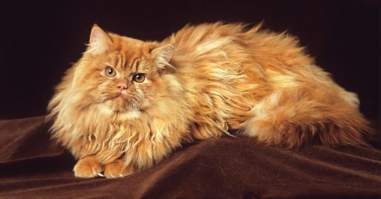 A red Persian cat lying on a table in the studio.