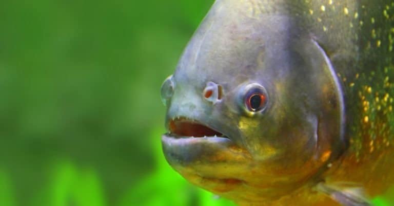 Piranha fish underwater, close-up
