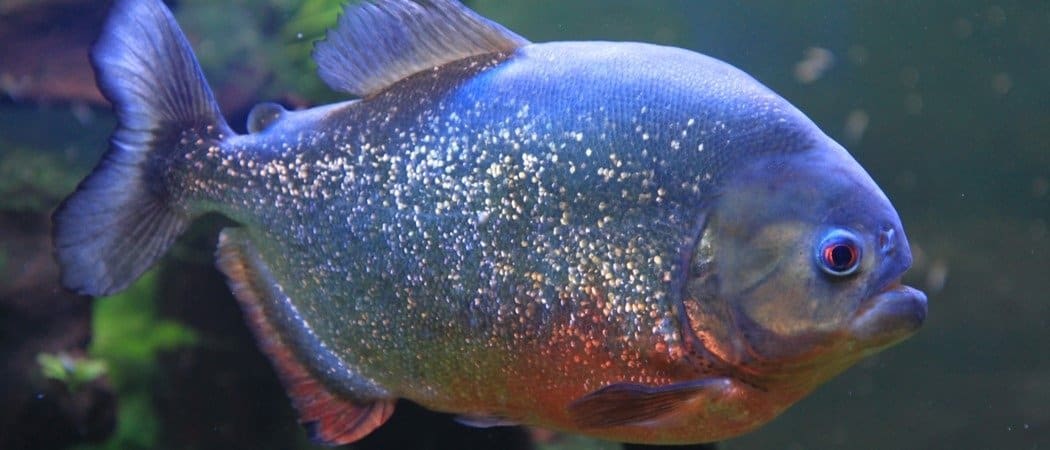 Piranha Fish Facts Incredible Facts Pictures Az Animals