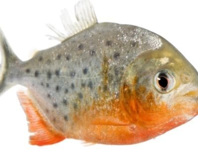 Images Of Piranha Fish