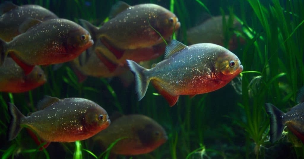 School of Piranha fish underwater