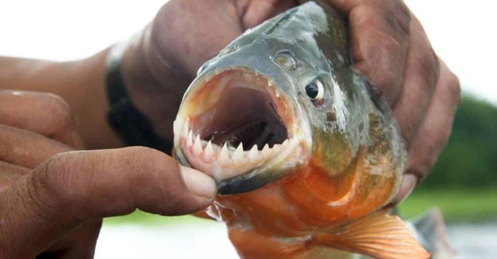 Piranha fish with open mouth