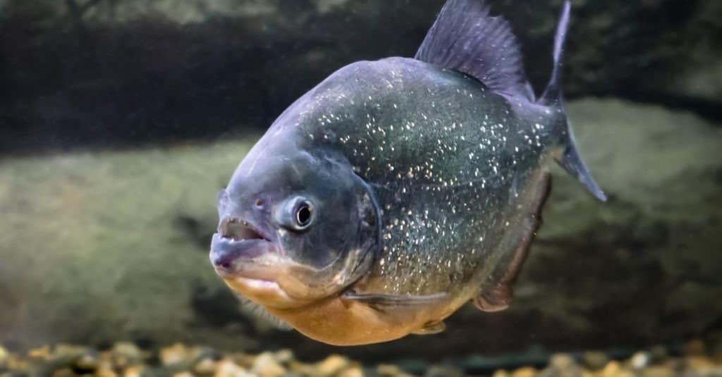 piranhas as pets