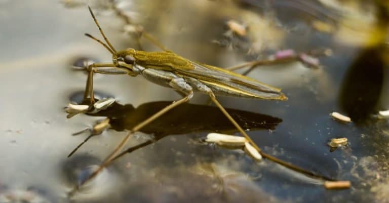 Common pond skater (Gerris lacustris) froze on the surface of the water.