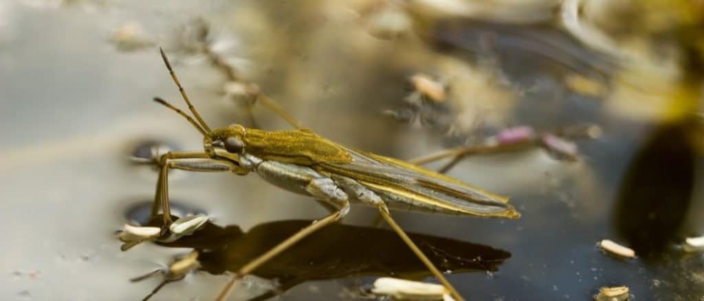 Common pond skater (Gerris lacustris) froze on the surface of the water.