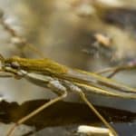Water striders