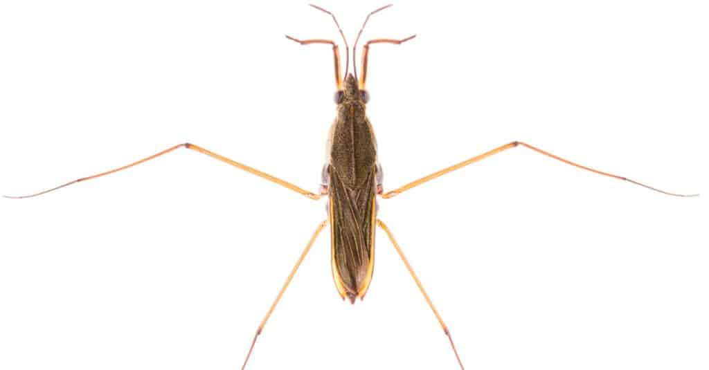 Gerris lacustris or common water strider isolated on white background,