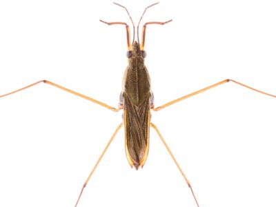 Skator Insect Pond Skater Insect Facts | AZ Animals