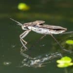 Giant water bugs