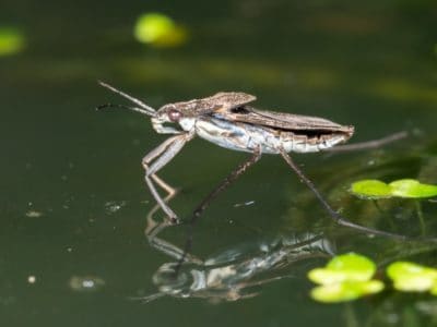 A Water Bug