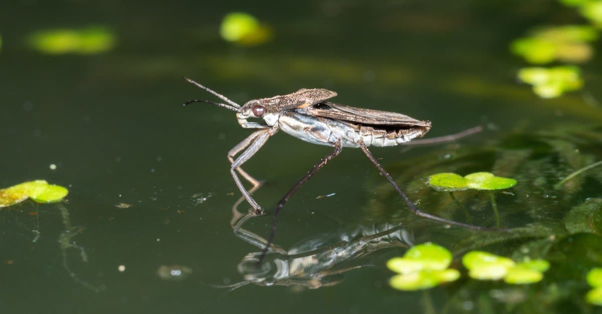 Pond Skater Insect Facts AZ Animals