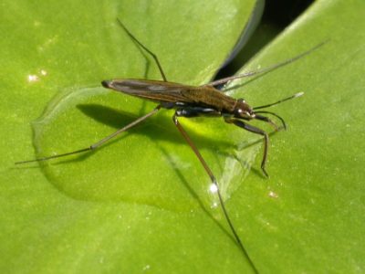 Skator Insect Pond Skater Insect Facts | AZ Animals