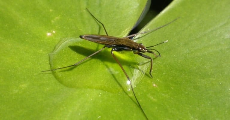Pond Skater (Gerris sp.) on a Lily Leaf