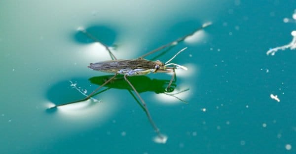 Skator Insect Pond Skater Insect Facts - A-Z Animals