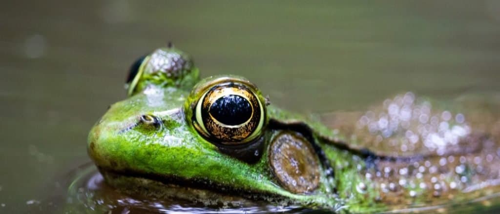 A Green Frog relaxing in the water